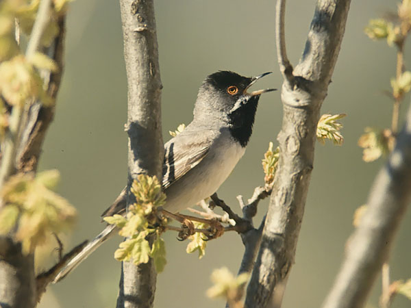 Mustakurkkukerttu, Rüppell's Warbler, Sylvia rueppelli